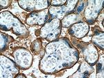 ADAM12 Antibody in Immunohistochemistry (Paraffin) (IHC (P))