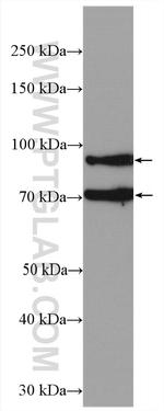 ADAM12 Antibody in Western Blot (WB)