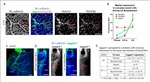 CD140b (PDGFRB) Antibody in Immunohistochemistry (IHC)