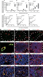 CD45 Antibody in Immunohistochemistry (IHC)