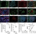 CD45 Antibody in Immunohistochemistry (Paraffin) (IHC (P))