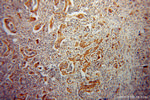 ISYNA1 Antibody in Immunohistochemistry (Paraffin) (IHC (P))