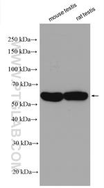 ISYNA1 Antibody in Western Blot (WB)