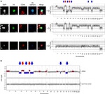 CD144 (VE-cadherin) Antibody in Immunocytochemistry (ICC/IF)