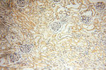 VSIG1 Antibody in Immunohistochemistry (Paraffin) (IHC (P))