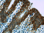 VSIG1 Antibody in Immunohistochemistry (Paraffin) (IHC (P))