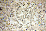 VSIG1 Antibody in Immunohistochemistry (Paraffin) (IHC (P))