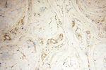 VSIG1 Antibody in Immunohistochemistry (Paraffin) (IHC (P))