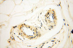 VSIG1 Antibody in Immunohistochemistry (Paraffin) (IHC (P))