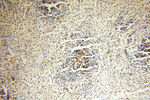 VSIG1 Antibody in Immunohistochemistry (Paraffin) (IHC (P))