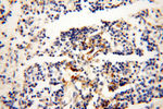 VSIG1 Antibody in Immunohistochemistry (Paraffin) (IHC (P))