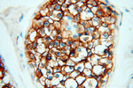 VSIG1 Antibody in Immunohistochemistry (Paraffin) (IHC (P))