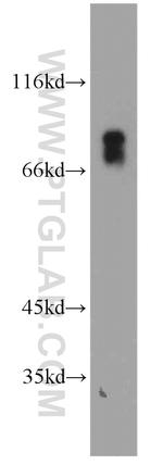 VSIG1 Antibody in Western Blot (WB)