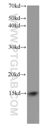 FXN Antibody in Western Blot (WB)