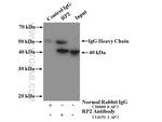 RP2 Antibody in Immunoprecipitation (IP)
