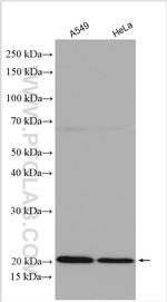 IL-18BP Antibody in Western Blot (WB)