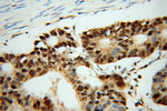 FKBP5 Antibody in Immunohistochemistry (Paraffin) (IHC (P))