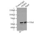 FKBP5 Antibody in Immunoprecipitation (IP)