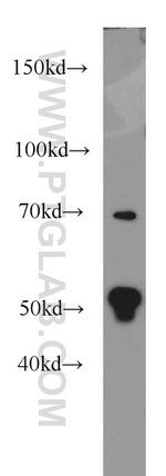 FKBP5 Antibody in Western Blot (WB)