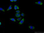 HVCN1 Antibody in Immunocytochemistry (ICC/IF)