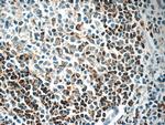 HVCN1 Antibody in Immunohistochemistry (Paraffin) (IHC (P))