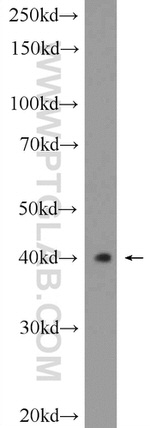 HVCN1 Antibody in Western Blot (WB)