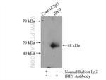 IRF9 Antibody in Immunoprecipitation (IP)