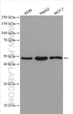 IRF9 Antibody in Western Blot (WB)