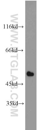 IRF9 Antibody in Western Blot (WB)