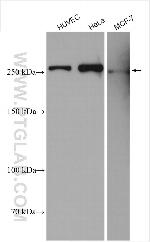 Talin-1 Antibody in Western Blot (WB)