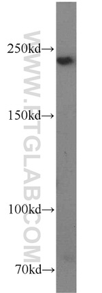 Talin-1 Antibody in Western Blot (WB)