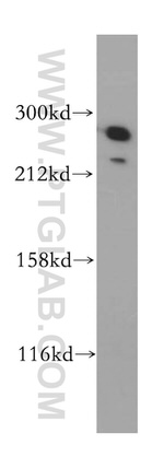 Talin-1 Antibody in Western Blot (WB)