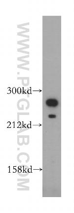 Talin-1 Antibody in Western Blot (WB)