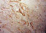 UGCGL1 Antibody in Immunohistochemistry (Paraffin) (IHC (P))