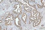 UGCGL1 Antibody in Immunohistochemistry (Paraffin) (IHC (P))