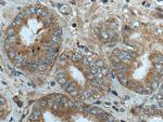 Liprin alpha 1 Antibody in Immunohistochemistry (Paraffin) (IHC (P))