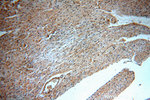 B3GALT2 Antibody in Immunohistochemistry (Paraffin) (IHC (P))