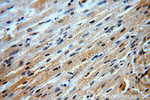 B3GALT2 Antibody in Immunohistochemistry (Paraffin) (IHC (P))