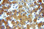 alpha-1B-glycoprotein Antibody in Immunohistochemistry (Paraffin) (IHC (P))