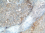 SGSH Antibody in Immunohistochemistry (Paraffin) (IHC (P))