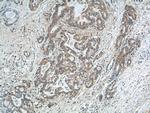 SGSH Antibody in Immunohistochemistry (Paraffin) (IHC (P))