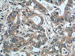 SGSH Antibody in Immunohistochemistry (Paraffin) (IHC (P))