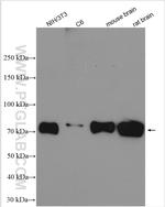 PKC delta Antibody in Western Blot (WB)