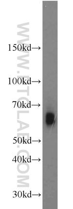 GFI1 Antibody in Western Blot (WB)