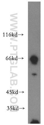 GFI1 Antibody in Western Blot (WB)