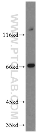 GFI1 Antibody in Western Blot (WB)