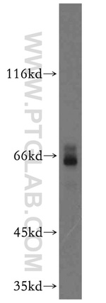 GFI1 Antibody in Western Blot (WB)