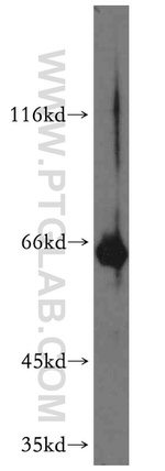 GFI1 Antibody in Western Blot (WB)