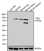 CD202b (TIE2) Antibody in Western Blot (WB)