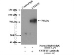 CSTF2T Antibody in Immunoprecipitation (IP)